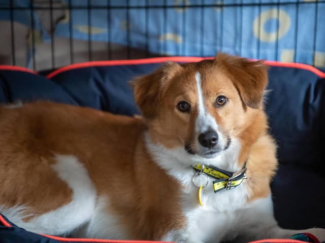 Dogs Trust has issued advice to help protect dogs like Neville.  Photo: Clive Tagg.