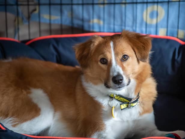 Dogs Trust has issued advice to help protect dogs like Neville.  Photo: Clive Tagg.
