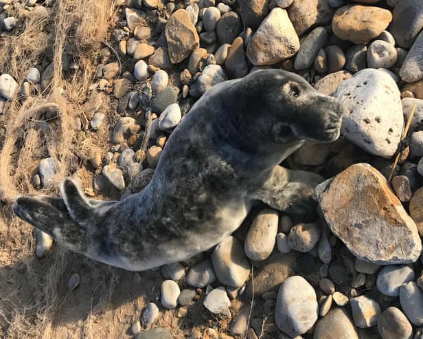 The pup was moved to a quieter location./Photo: RSPCA