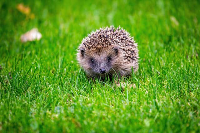 Avoid disturbing hibernating hedgehogs by holding off on any garden tidy ups.