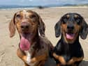 The winner will get to take £4,000 worth of holidays and win a doggy bag full of treats (photo: Canine Cottages)
