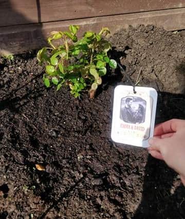 David and Emma also planted a rose bush to mark the occassion .