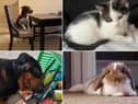 Meet some of the animals in the North East's Pets' Corner - thanks to everyone who shared a photo!
