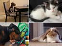 Meet some of the animals in the North East's Pets' Corner - thanks to everyone who shared a photo!