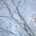 Keep your wildlife safe this winter with nature-friendly tips from Barratt Homes and David Wilson Homes North East and the RSPB