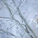 Keep your wildlife safe this winter with nature-friendly tips from Barratt Homes and David Wilson Homes North East and the RSPB