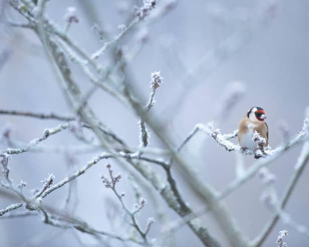 Keep your wildlife safe this winter with nature-friendly tips from Barratt Homes and David Wilson Homes North East and the RSPB