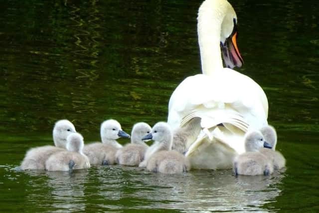 The mother and her cygnets were sadly found dead in the pond.