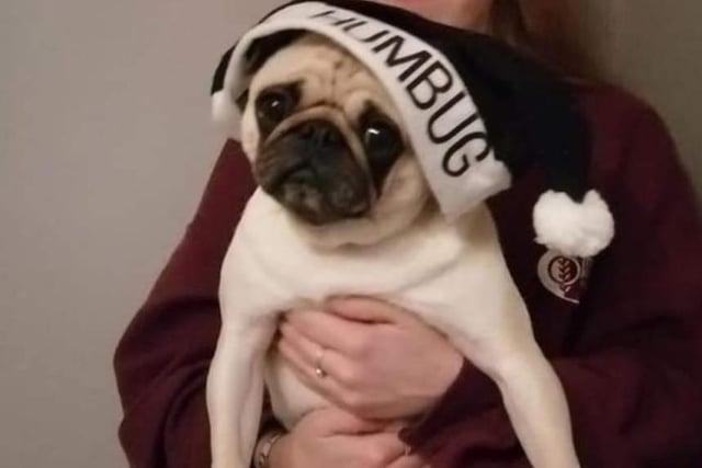 Holly is ready for the Christmas season in her Santa Paws hat.