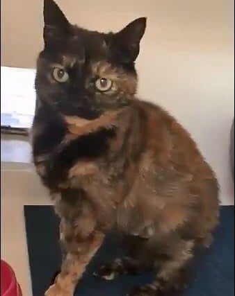 Twix is a very friendly 10-year-old female tortoiseshell cat who is looking for her forever home.