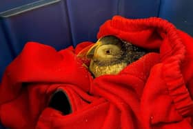 The puffin rescued by RNLI lifeguard Alex Gwynn