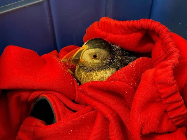 The puffin rescued by RNLI lifeguard Alex Gwynn