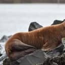A walrus at Seahouses harbour. Picture: Jake Bates