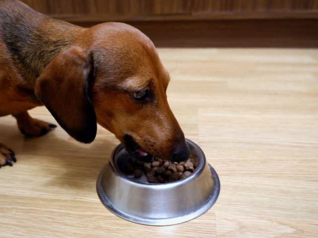 Premium dog food is less than half price thanks to Amazon’s latest sale event