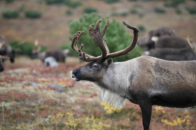 A reindeer. Stock image c/o Pixabay.