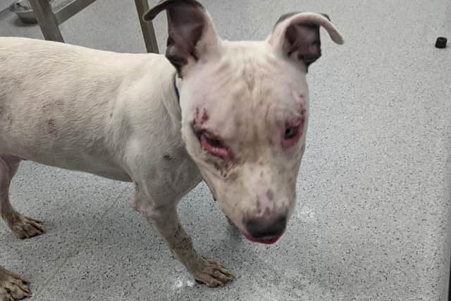 Rebel was suffering from ear and eye infections as well as inflamed skin and a sore ribcage.