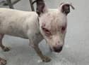 Rebel was suffering from ear and eye infections as well as inflamed skin and a sore ribcage.