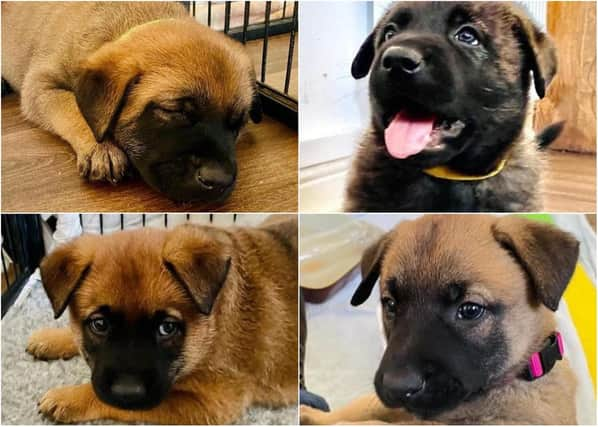 The newest Northumbria Police puppy recruits preparing for a career with the force