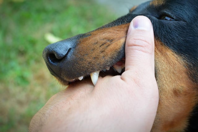 Some dog breeds are more likely to give somebody a nip - or worse - than others.