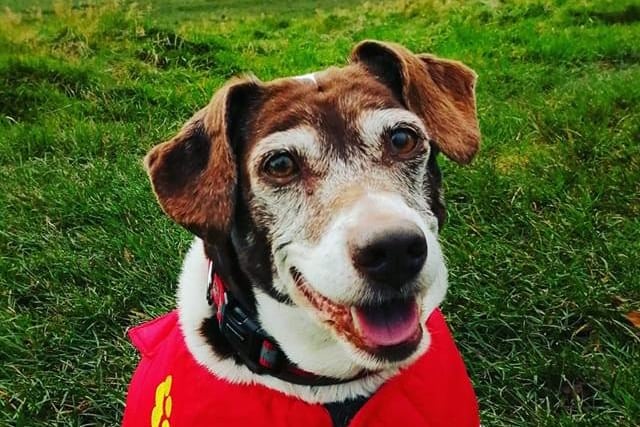 Susan Embleton said: “Our Abbie who's 13. We lost her litter sister Ellie last May but Abbie has kept us going through our loss.”