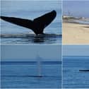 A humpback whale off the Northumberland coast.