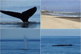 A humpback whale off the Northumberland coast.