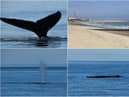 A humpback whale off the Northumberland coast.