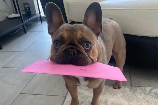 Hugo delivers a Mother's Day card to his human.