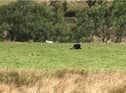 Teens had just passed Jacob’s Ladder in the Peak District when they spotted what they thought was a wild cat