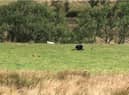 Teens had just passed Jacob’s Ladder in the Peak District when they spotted what they thought was a wild cat