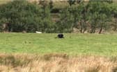 Teens had just passed Jacob’s Ladder in the Peak District when they spotted what they thought was a wild cat