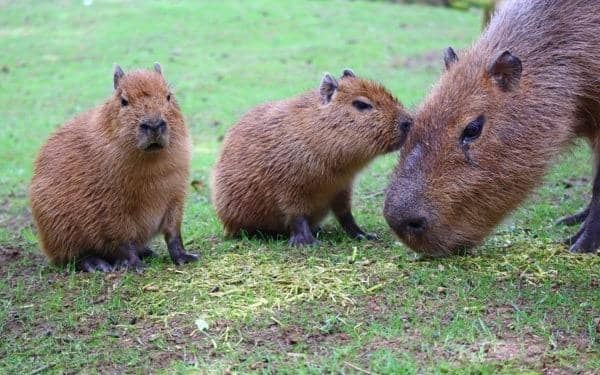 Two capybara twins born at zoo