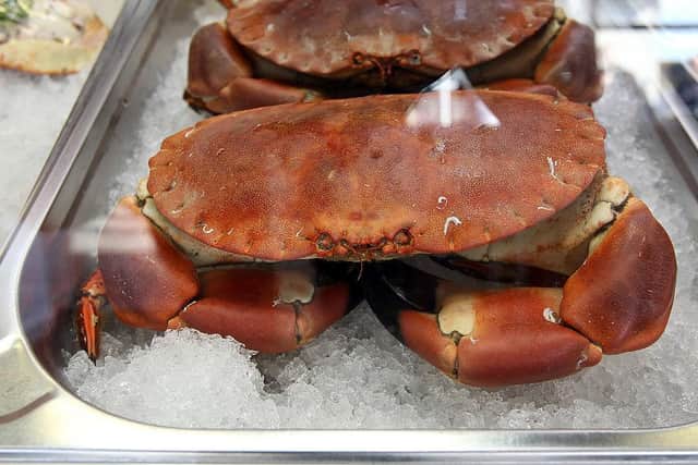 A stock image of an edible crab (Photo by Matt Cardy - WPA Pool /Getty Images)