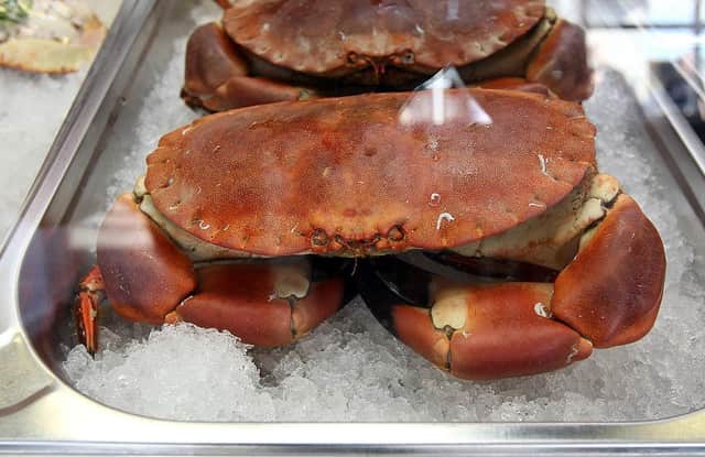 A stock image of an edible crab (Photo by Matt Cardy - WPA Pool /Getty Images)