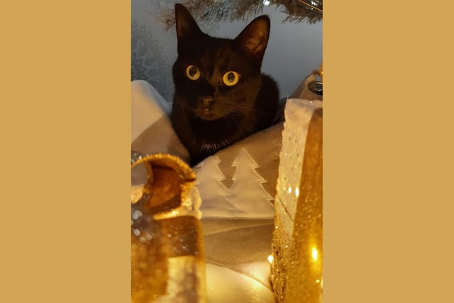 Black cat Minnie knows her company is the best present her humans could wish for this Christmas.