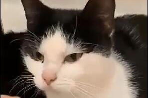 The team at the RSPCA say: "Daisy is a black and white female shorthair cat, about eight months old.  She is very friendly and has lived with other cats."