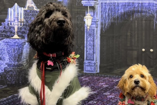 Pets2Impress  stages 'Scrooge', featuring some 20 hounds in the Dickens classic.:Pets2Impress  stages 'Scrooge'