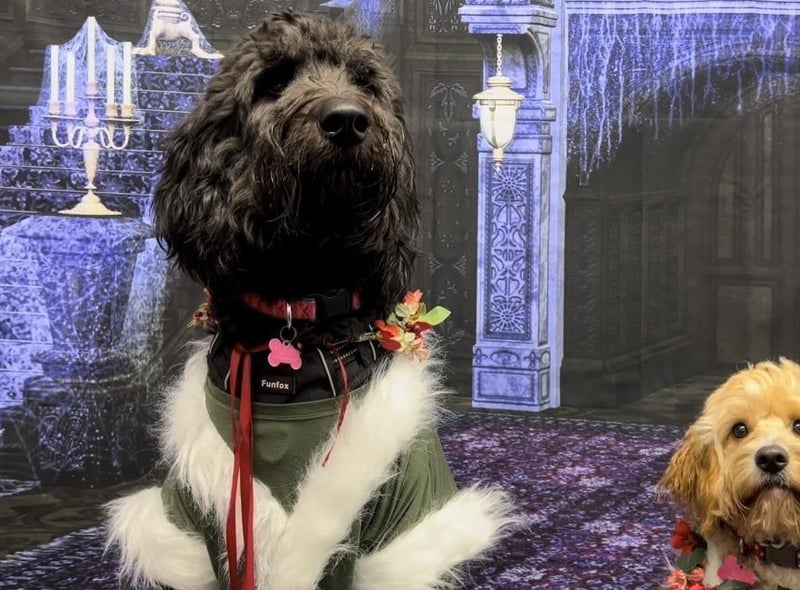 Pets2Impress stages 'Scrooge', featuring some 20 hounds in the Dickens classic.:Pets2Impress stages 'Scrooge'