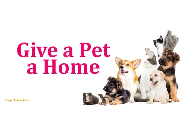 Are you able to give them the home they need?