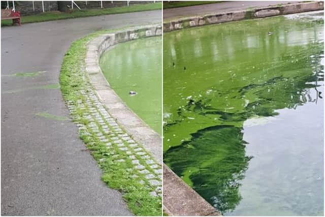 The lake at the South Marine Park is bright green as a result of alage.