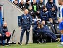 Sunderland boss Alex Neil