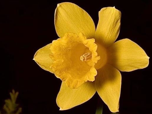What a pretty flower! From @damian_jackson_photographer