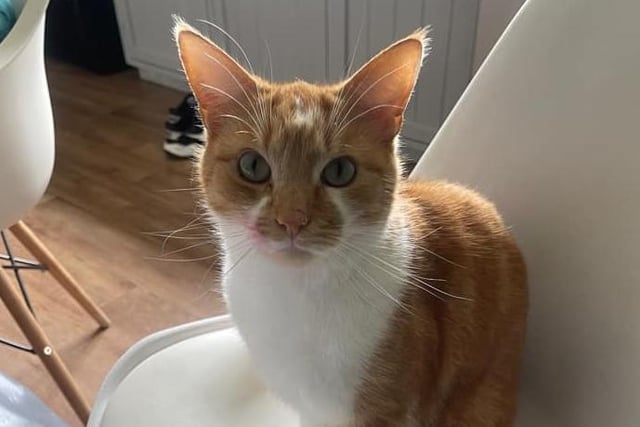 Tinks takes a seat at the kitchen table, ready for dinner.