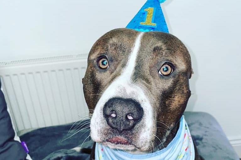 Kayleigh Ford said: "My boy Pablo. He's just turned one. Had him since he was seven-eight weeks old. Literally the best thing to ever happen to us. He has our lives on a daily basis, but I wouldn’t change him for the world."