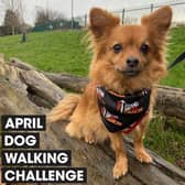 Join the pack: Dog owners are being urged to walk 60 miles with their four-legged friends over the course of April to raise money for Stand Up To Cancer’s life-saving research. Sign up now at su2c.org.uk/walkies
