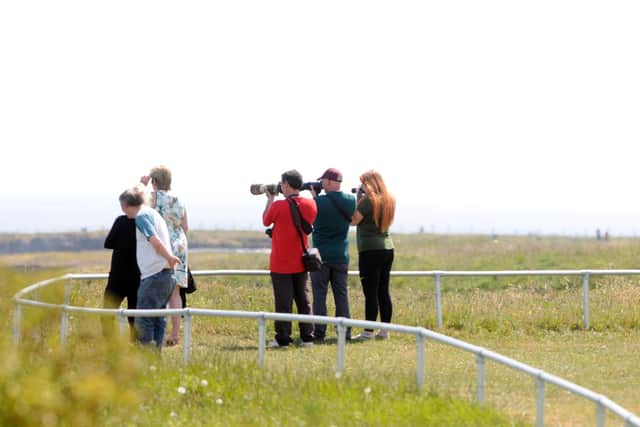 Dolphin spectators at Marsden Bay