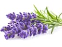 Lavender known to aid sleep (photo: Adobe)