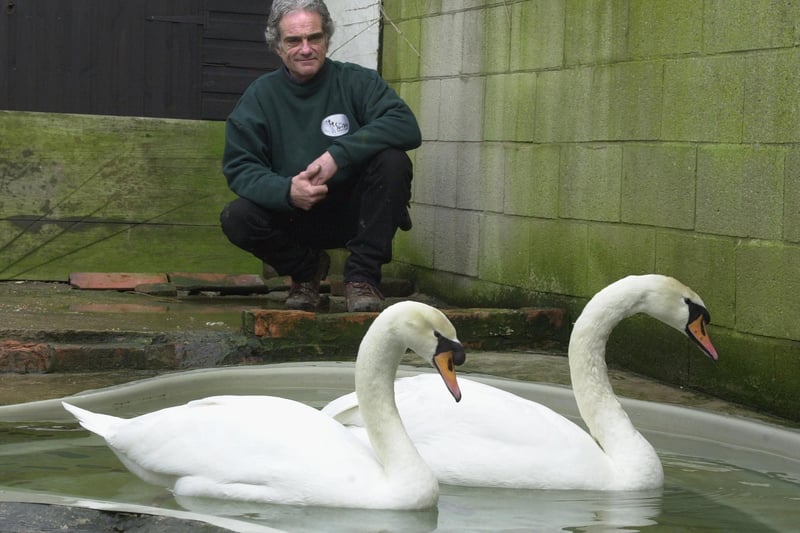 Who remembers when two swans at Stainforth Swan Sanctuary were in love in February 2001? Nigel Auckland, with the two in-love swans, Little Joe (right) and Abbeydale.