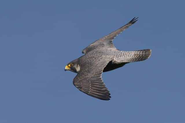 A peregrine falcon. Picture by Nick Upton c/o National Trust Images.