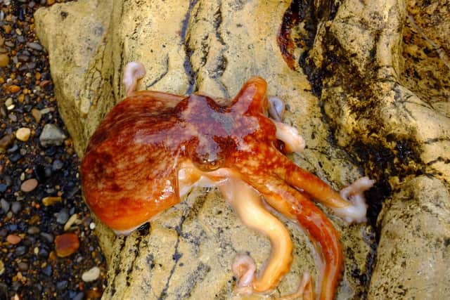 The octopus which was found at around 4.30pm yesterday.